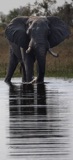 Seba - Elephant at Camp Waterhole